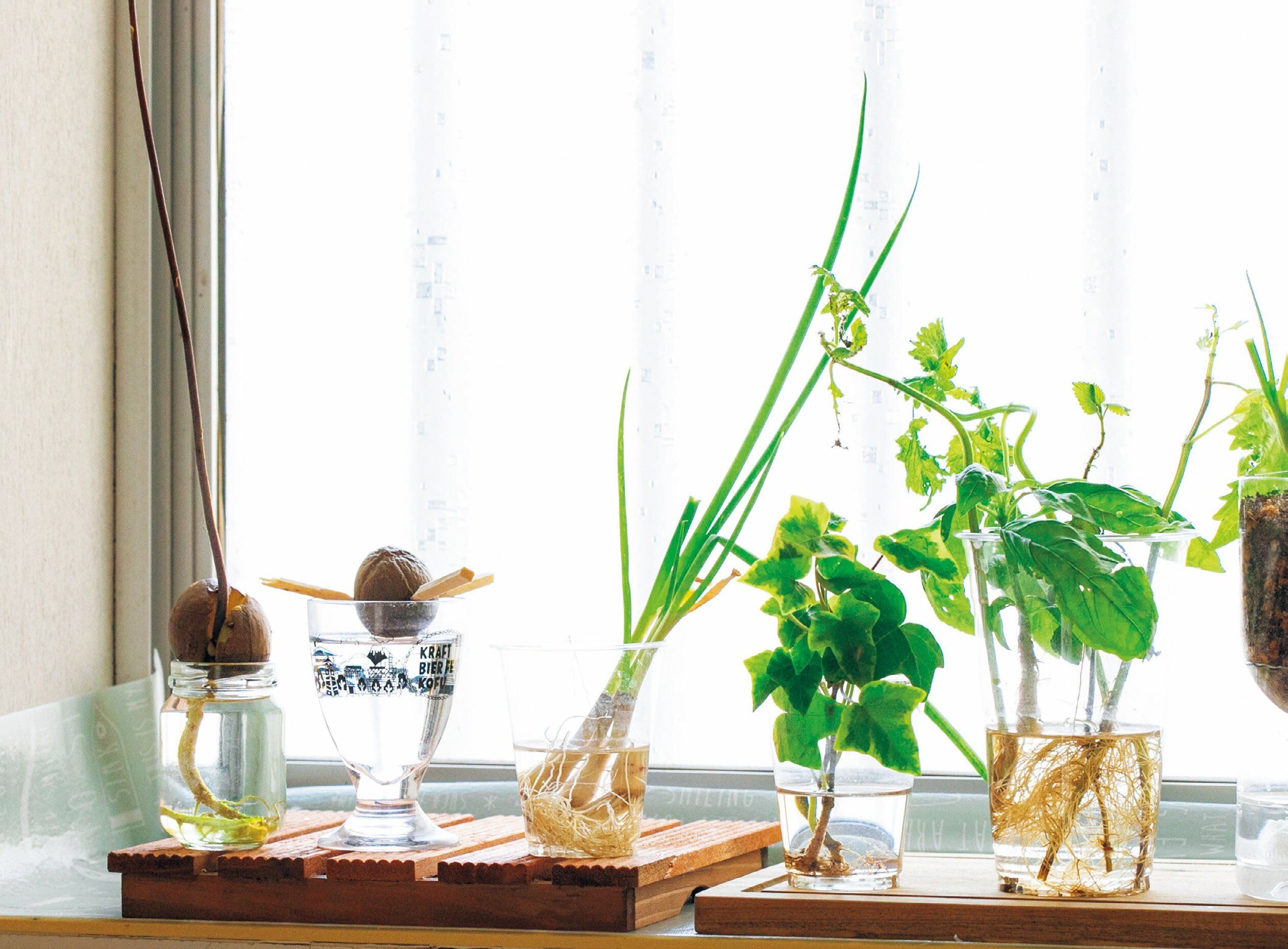 野菜の切れ端を捨てずに再生！エコ＆育てて楽しい”リボベジ”