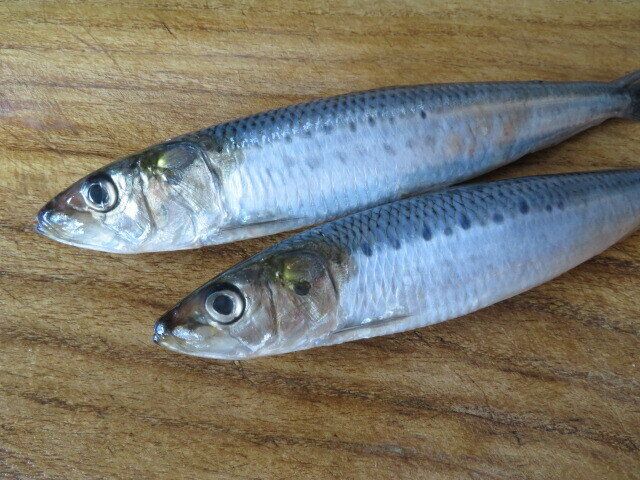 イワシはまるごと煮るよりぶつ切りがおすすめ！魚嫌いにうれしいメリットも