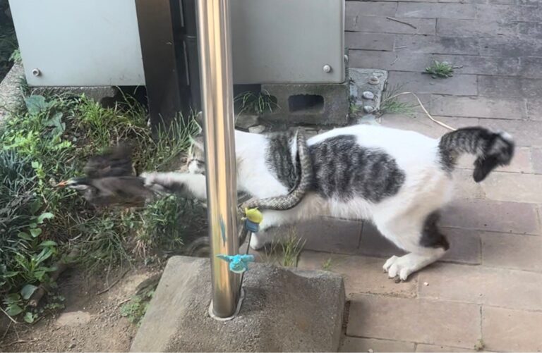 猫がヘビ巻き付けて、鳥捕まえてる？度肝を抜かれる光景に20万人が大パニック！「情報量が多すぎる」「時代が違えば神になってた生き物」