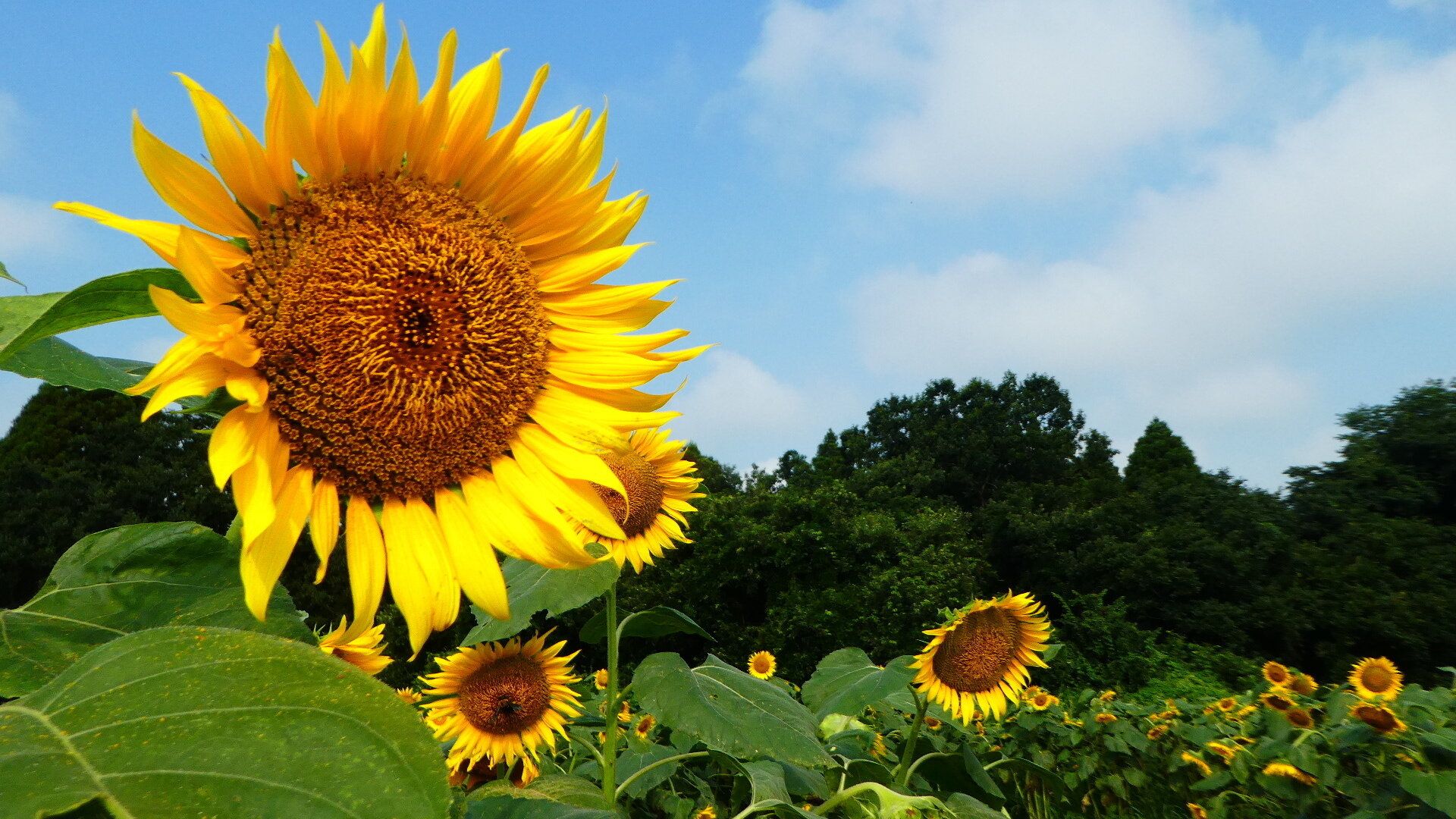 猛暑のあとは冬が寒くなるってホント!?気象予報士が解説
