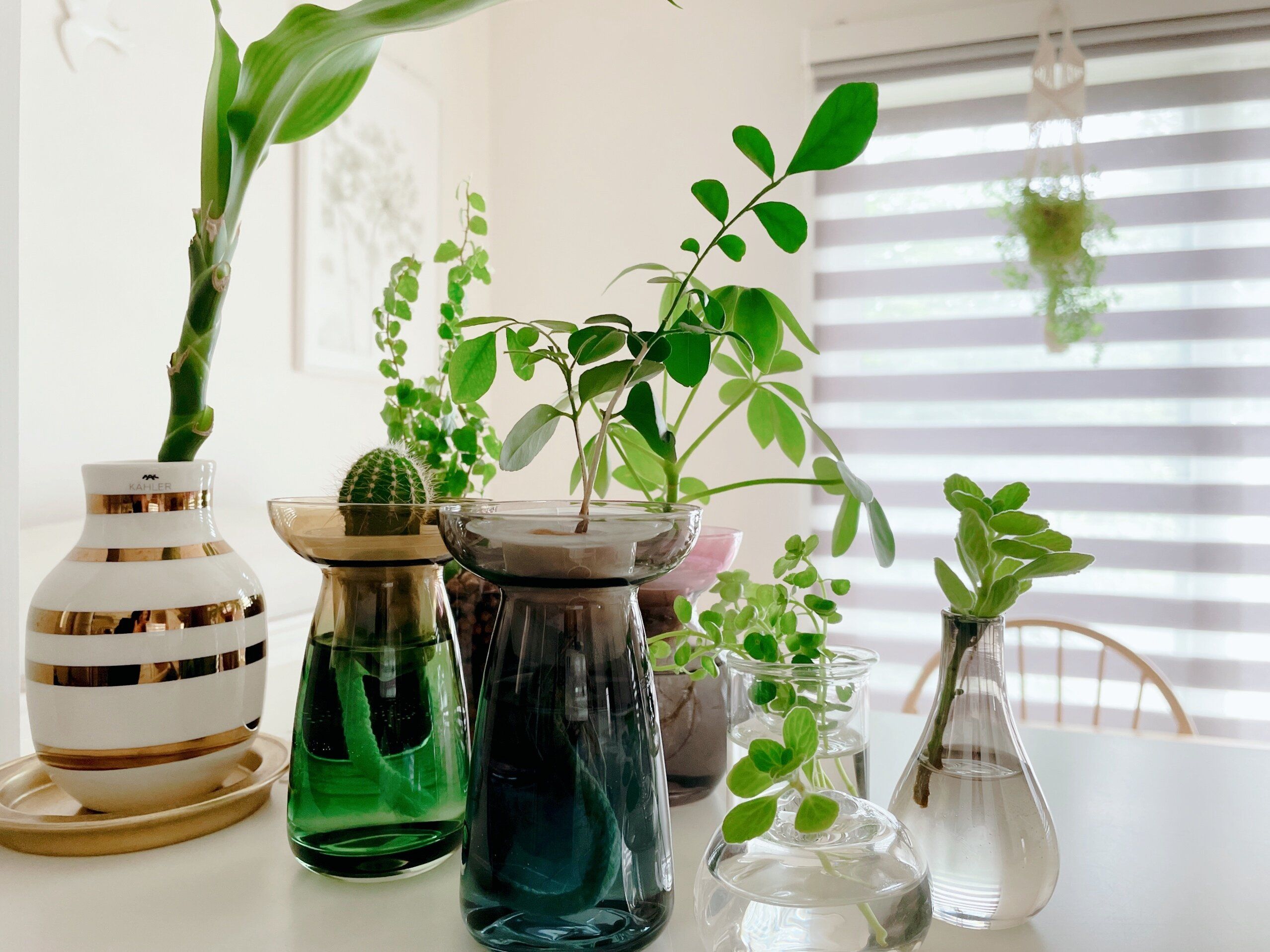 お手軽にリアルグリーンを楽しみたい！土を使わない３つの方法