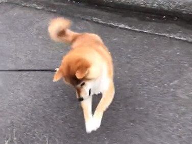 お散歩をしたくない犬vs.お散歩をしてほしい飼い主。心をつかむアイテムで、結果は飼い主の勝利！