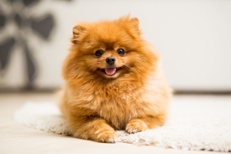 犬を連れたおじいさんに「見てもらえませんか」と頼まれたのは、かわいすぎる最高の芸だった！