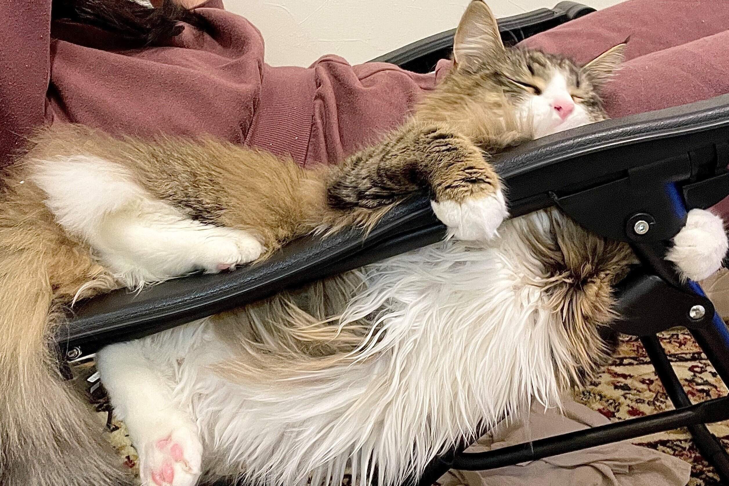 椅子からずり落ちそうでも構わず眠ろうとする猫。移動したくない理由がかわいすぎて2.1万件以上のいいね