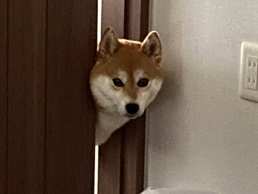 アラームが鳴ったのに起きてこない？飼い主さんの様子を見に来る柴犬さんがかわいすぎて5.8万人がキュン！