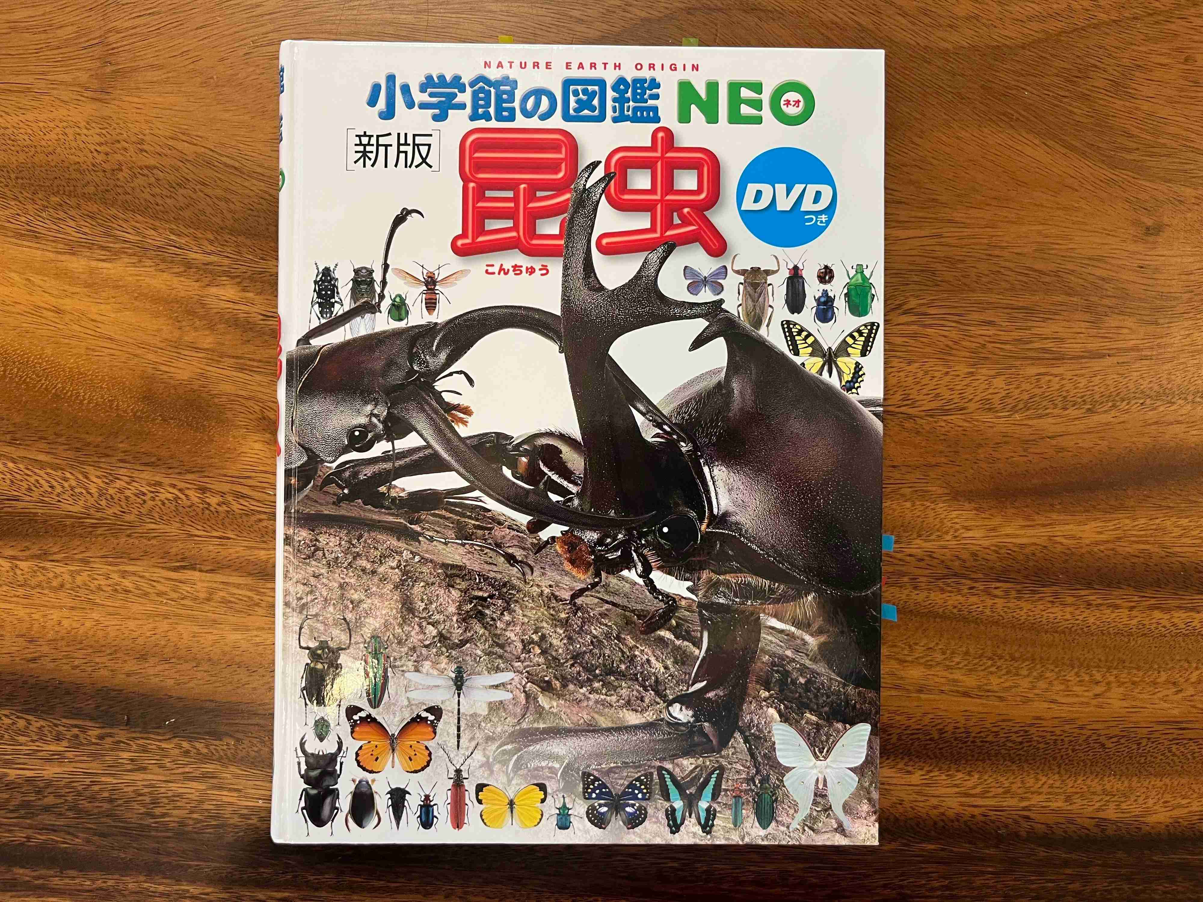 【レジャー費0円】コスパ最強！夏が最適！昆虫採集の楽しみ方