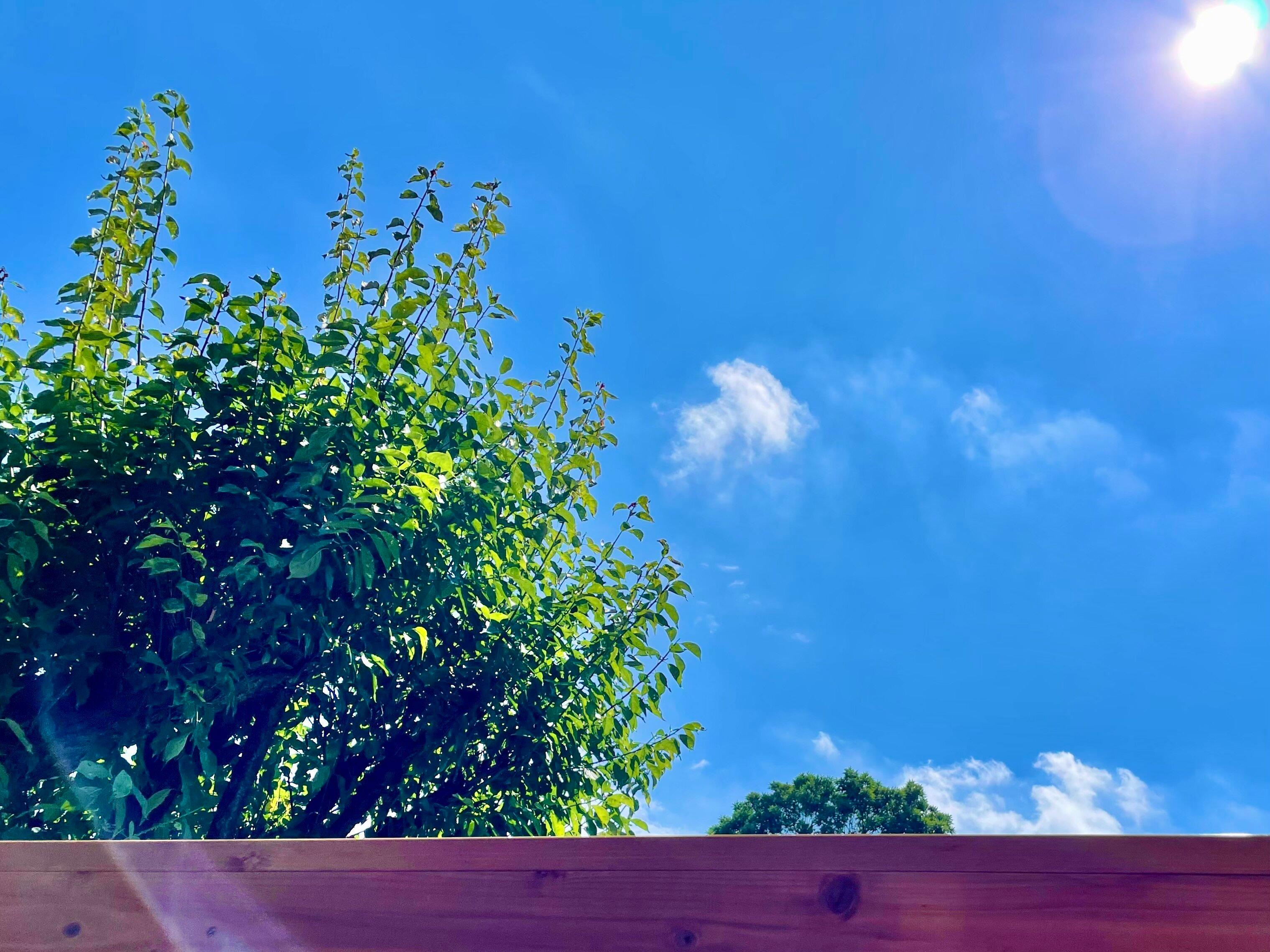 【管理栄養士が解説】「夏なのに太る人」がやりがちな3つの食習慣