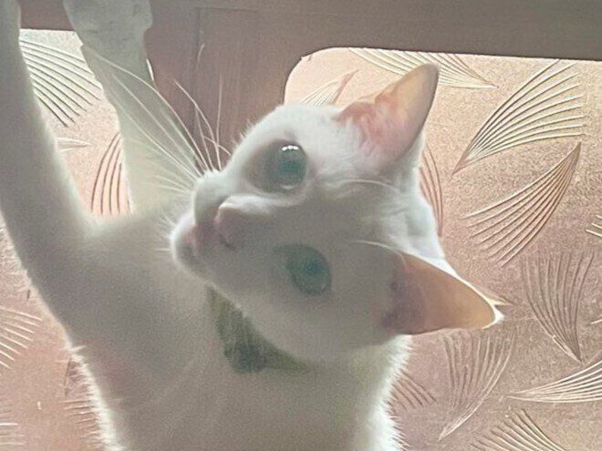 一緒に暮らす犬を気遣う猫。心配そうにする姿に「やさしい」「仲良し」と癒やされる人続出