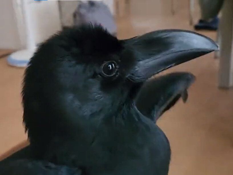 帰宅が遅くなった飼い主に怒りつつも甘えるカラス。かわいすぎる意外な姿に8.1万件のいいね