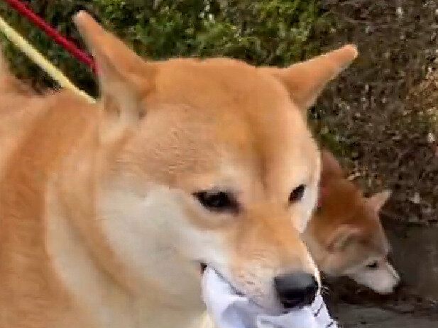 「どうしても連れていく」柴犬がくわえて離さなかったものとは。ご機嫌な散歩風景がかわいすぎる