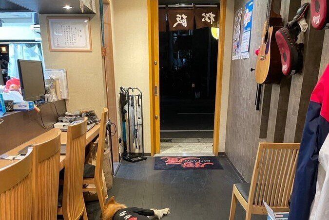 「土曜20:30焼肉店ピークタイムの看板犬の様子」が、癒されすぎる！解雇レベルの勤務態度でも「かわいいから許す」「ジャマかわいい」と話題