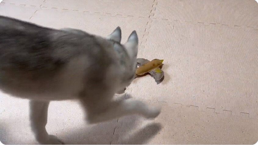 新しいおもちゃをひとりじめするハスキーの子犬！扉から「不穏な気配」を感じて動揺する姿がクスッと笑える