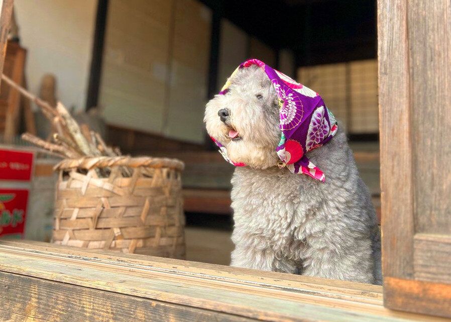 木造住宅にたたずむモフモフのトイ・プードルから「麦茶のむかい？」懐かしい声が聞こえてきそう