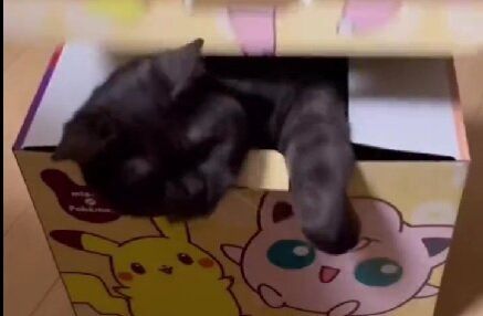 「うちの箱入り息子を見て！」飼い主さんが仕掛けた遊びにのる箱好きなツンデレ猫のパンチにキュン