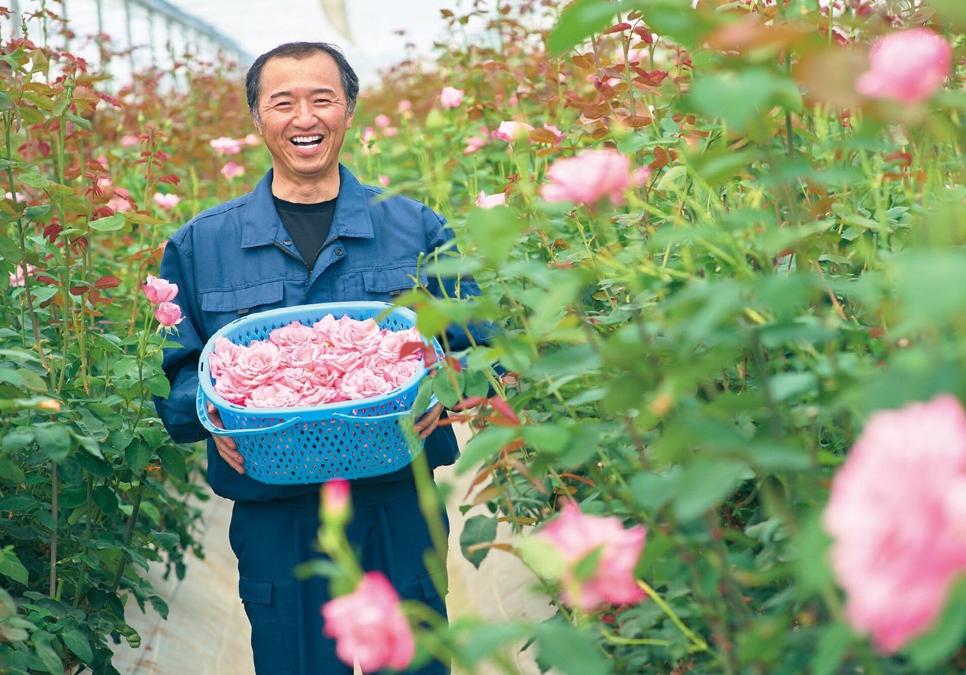 ナリスローズガーデン「バラ栽培は子育てのよう」棘と茎にも美容成分を発見！減農薬にも挑戦中