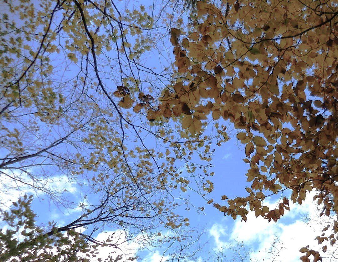 「木枯らし1号」って何？どうやって「1号」を決めるの？気象予報士が解説