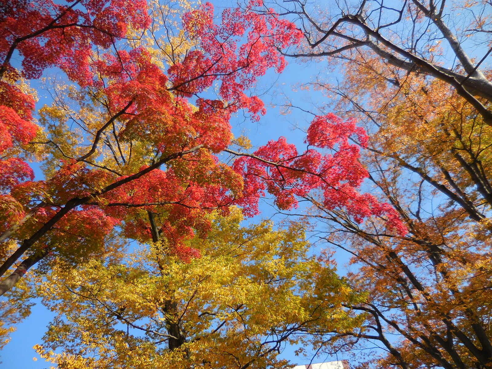 どうして紅葉にはいろんな色があるの？素朴な疑問を気象予報士が解説！