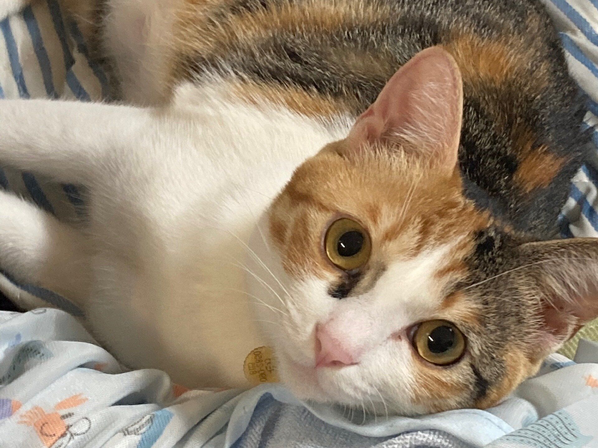 我が家のアイドル『三毛猫モカ』