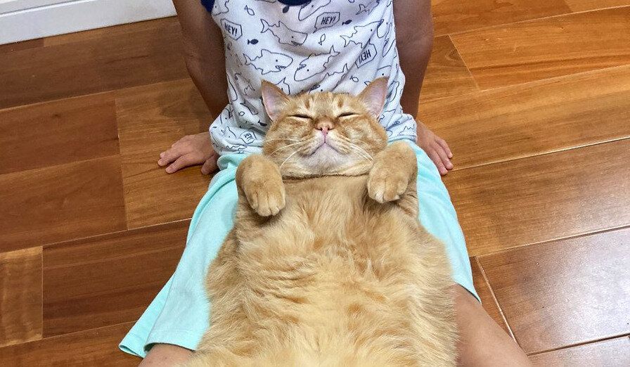 「幸せそうなニャンコ」旅行から帰宅した長男に安心して甘える姿がかわいくて癒される