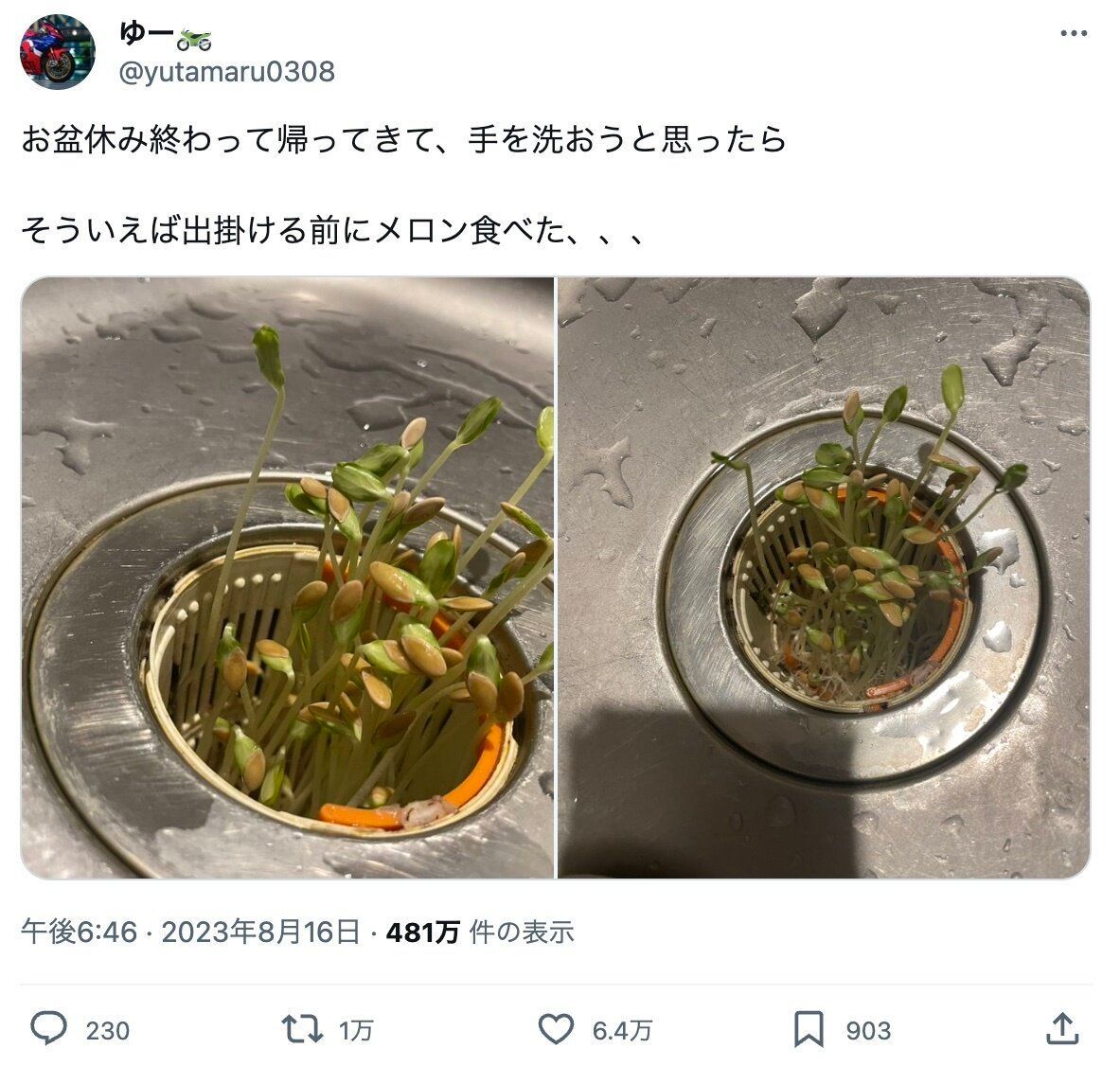 シンクに捨てたメロンの種から芽が生えた!?まさかの光景に、6.4万件のいいねと「生命力強すぎる」の声
