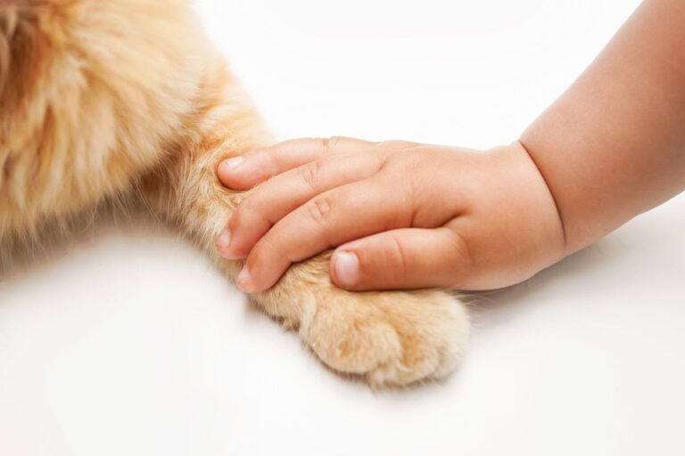 家族としての愛情の証？赤ちゃんに念入りな毛づくろいをする子猫。反則級のかわいさに3.1万件のいいね
