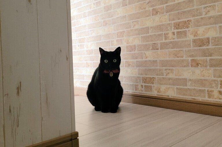 お皿が割れても冷静沈着。猫のスマートな対応が「子どもたちのお手本」と話題に