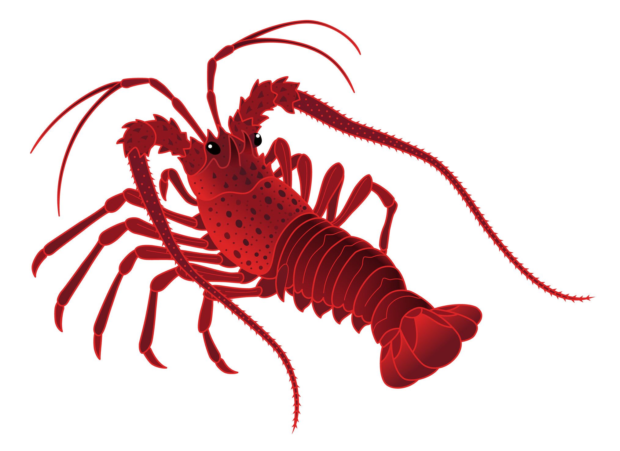 磯で子どものイセエビを発見。小さくても立派なヒゲのある姿に「かわいい！」と注目集まる