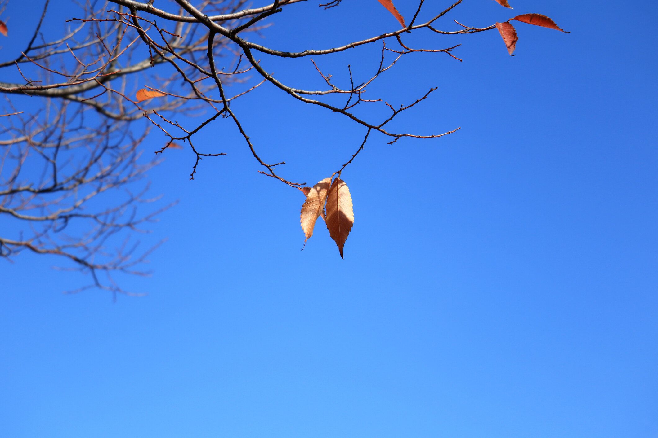 「乾燥注意報」は何に注意？意外なしくみを知って生活に役立てるワザを気象予報士が解説