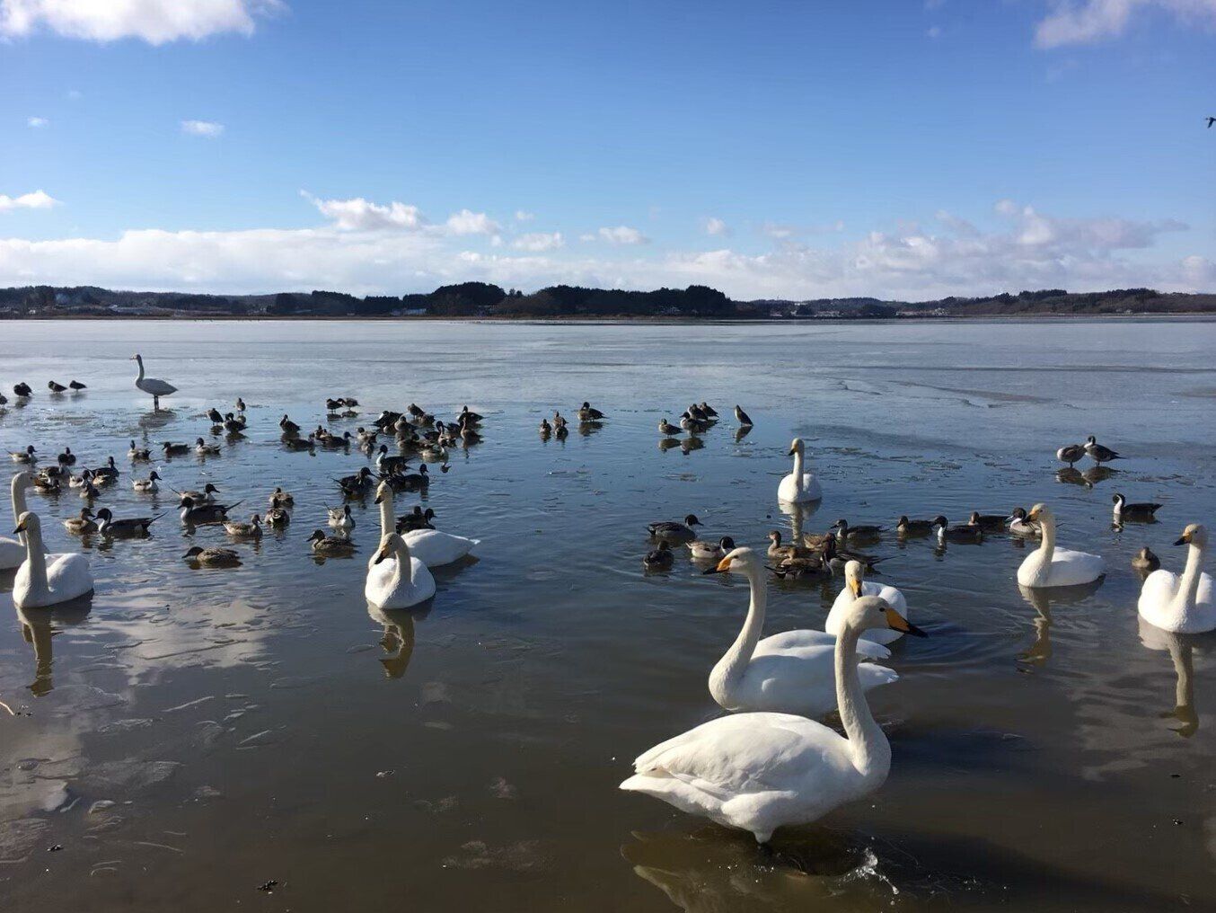 渡り鳥の到来は寒さの予兆!?身近な鳥が教えてくれることとは？気象予報士が解説