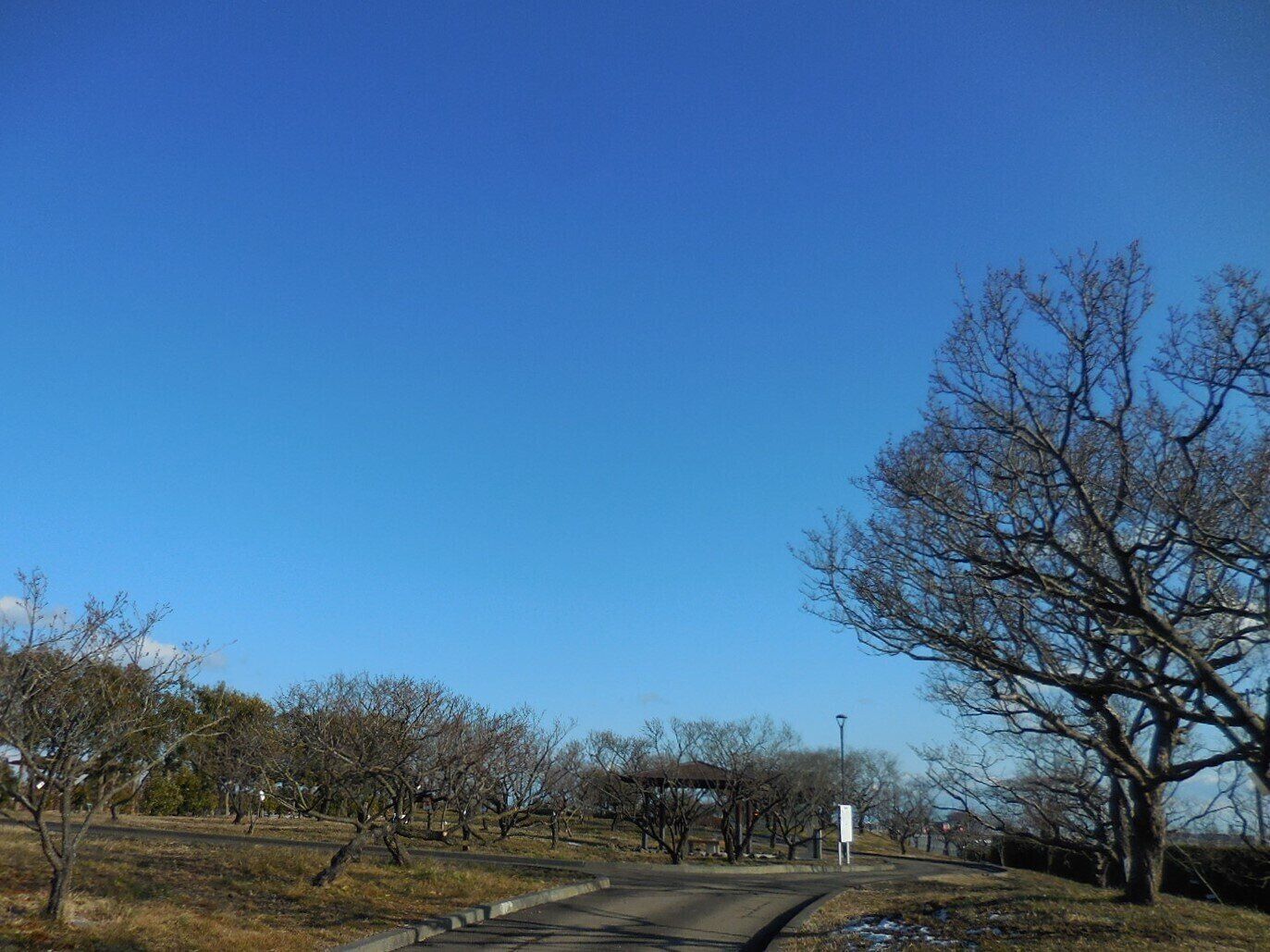 「暖冬」は暖かいだけじゃない!?暖冬になる理由、春以降の影響などを気象予報士が解説！