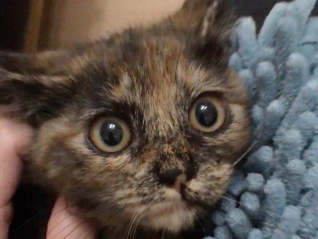 かわいすぎる子猫から貫禄あるおとな猫へ！3.1万人以上がいいねした驚きのビフォーアフター