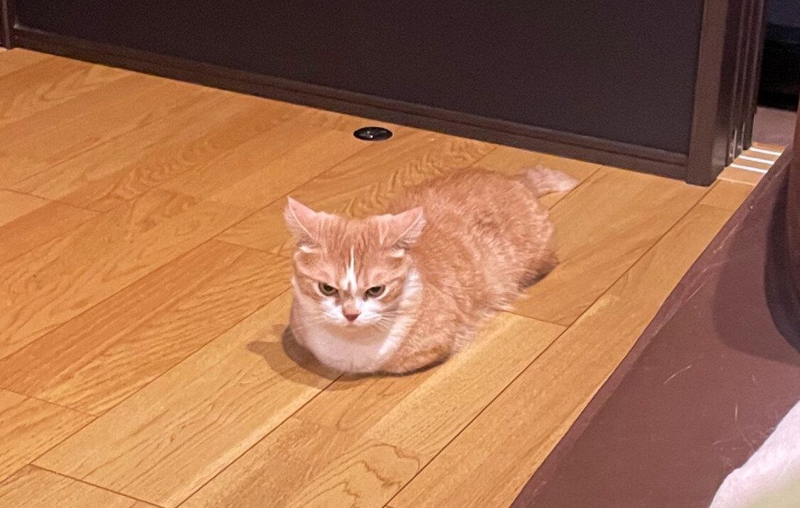 「怒ってないよ」と言われても信じられない！ 振り向いたときに見えた愛猫の表情、飼い主さんも驚いた理由とは