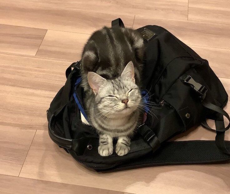 かわいすぎる出社妨害ネコハラ?!その姿に「仕事休みたくなりますね」「ぜひとも受けたいネコハラ」の声