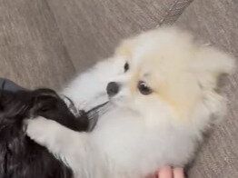 飼い主の「ポメ吸い」に容赦ない反撃をするポメラニアン。癒やしを得るには対価が必要だった