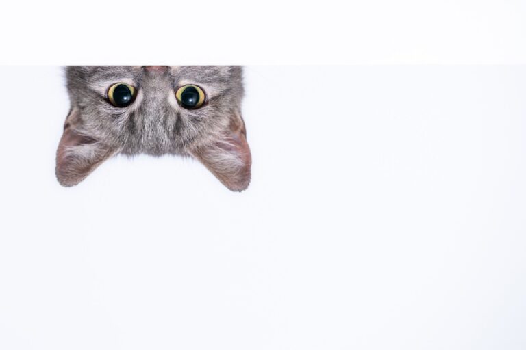 「顔は絶対触らせないマン」飼い猫の顔に手を近づけた瞬間、鋭いガードが！その姿に「かわいい」の声