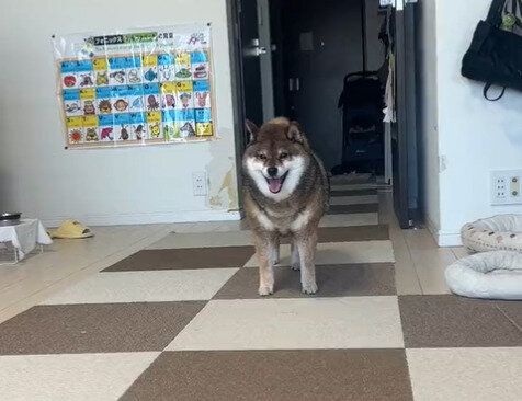 散歩に行きたい愛犬から「求愛ダンスみたい」な誘いを受けた飼い主さん！「またやってる」動きが個性的でクセになる