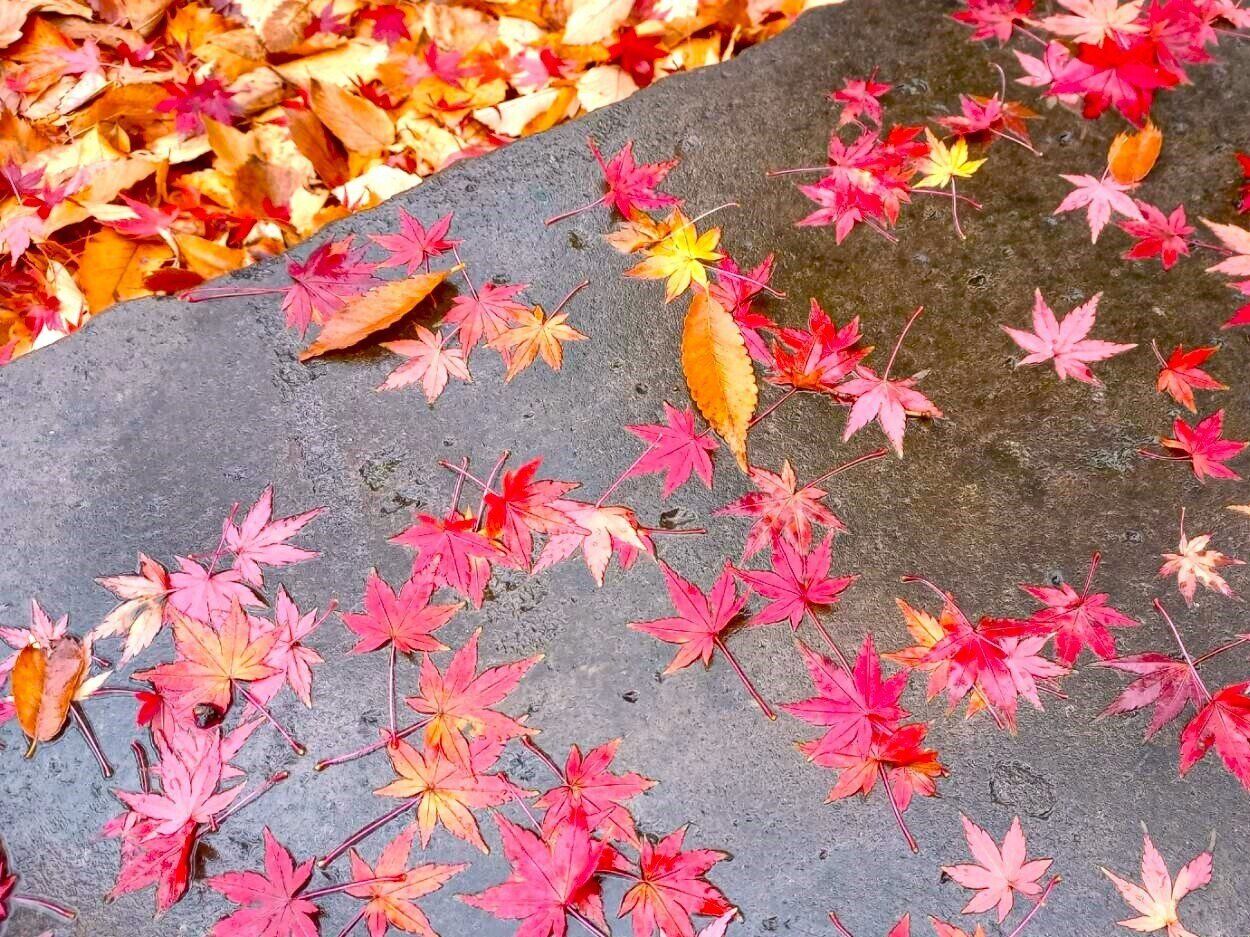 落ち葉のすべりやすさは雪並み⁉モミジとイチョウはどちらがより危険？気象予報士が解説