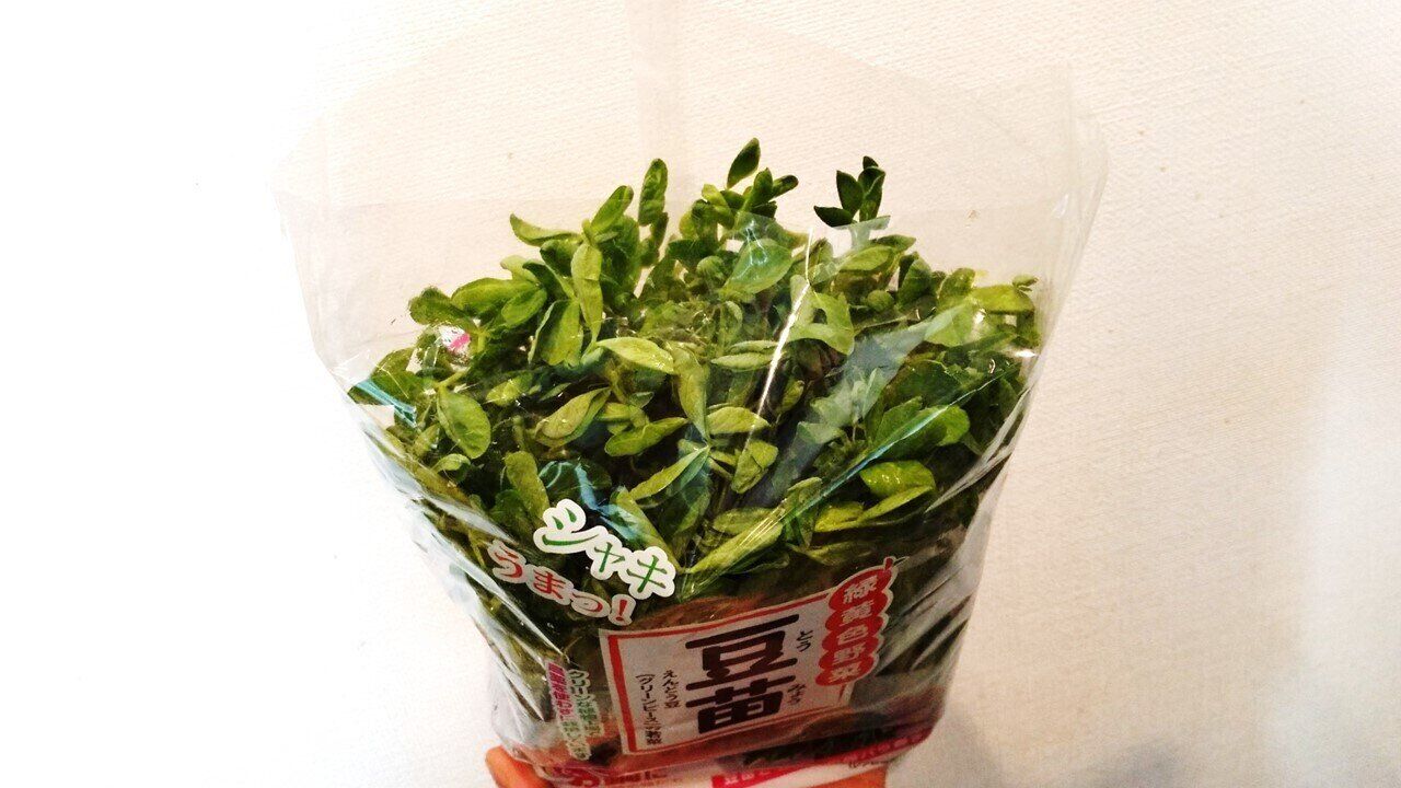 再収穫できるコスパ抜群の「豆苗」、違う条件で栽培してわかったグングン増やすポイントは？