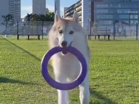 「シベリアンハスキーにはねられました」と訴えた飼い主さん。リアルな証拠映像に1.1万件のいいね