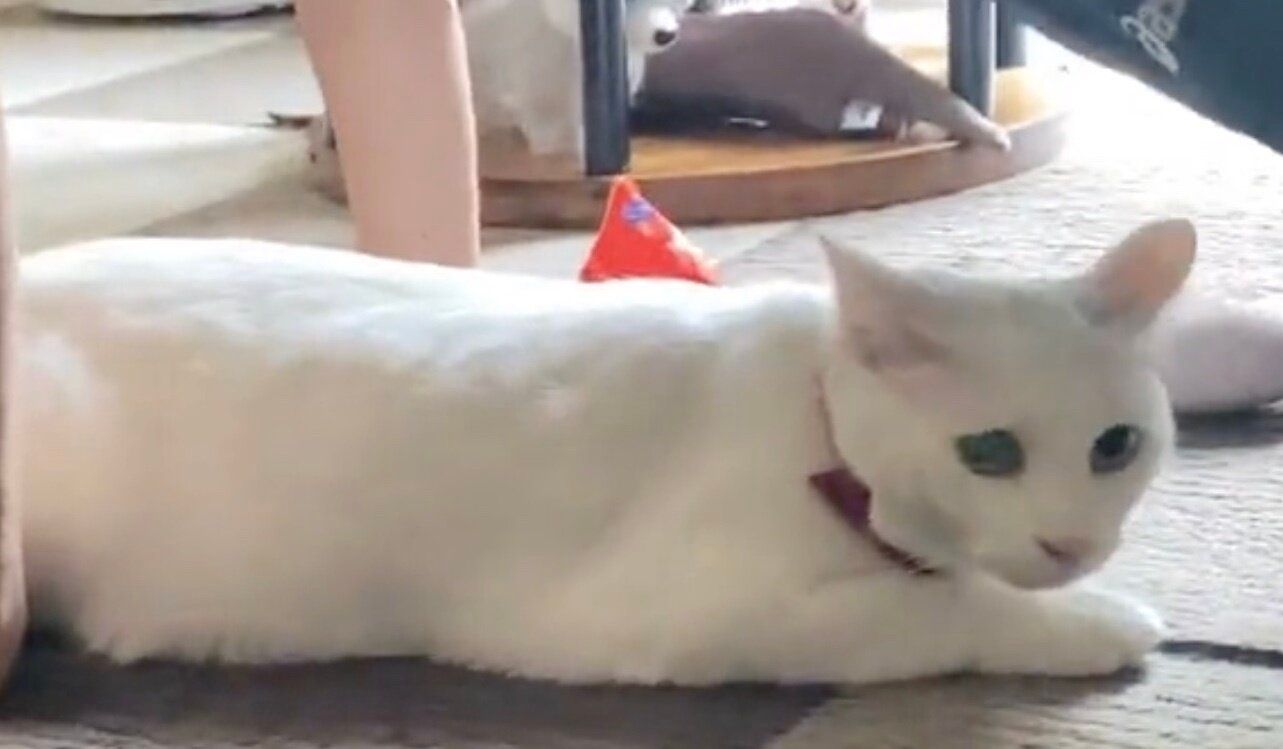 献身的に筋トレに協力するにゃんこ、一瞬の油断も許さにゃい!?かわいすぎるスパルタぶりが話題に