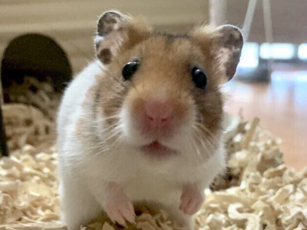もしかして引き止めてる？小さいけれど最大級のかわいさを発揮するハムスターに4.2万件以上のいいね
