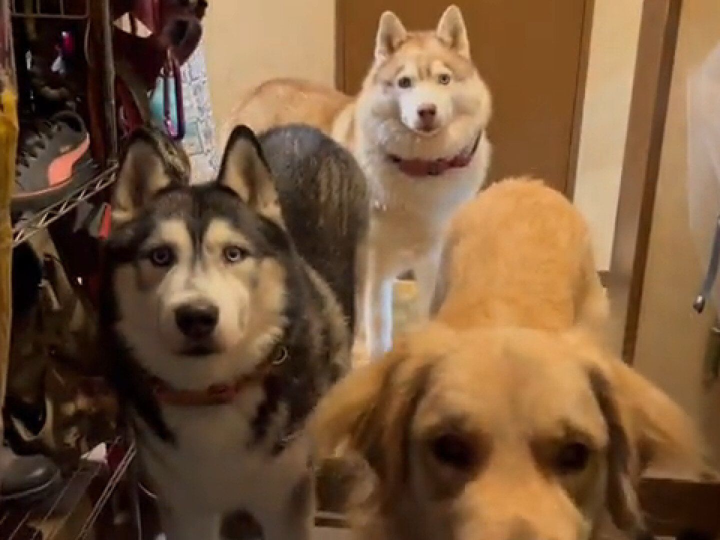 ゴミ捨てからもどって玄関を開けるとワンちゃんたちがお出迎え！しかし3頭が本当に待っていたのは違う人!?