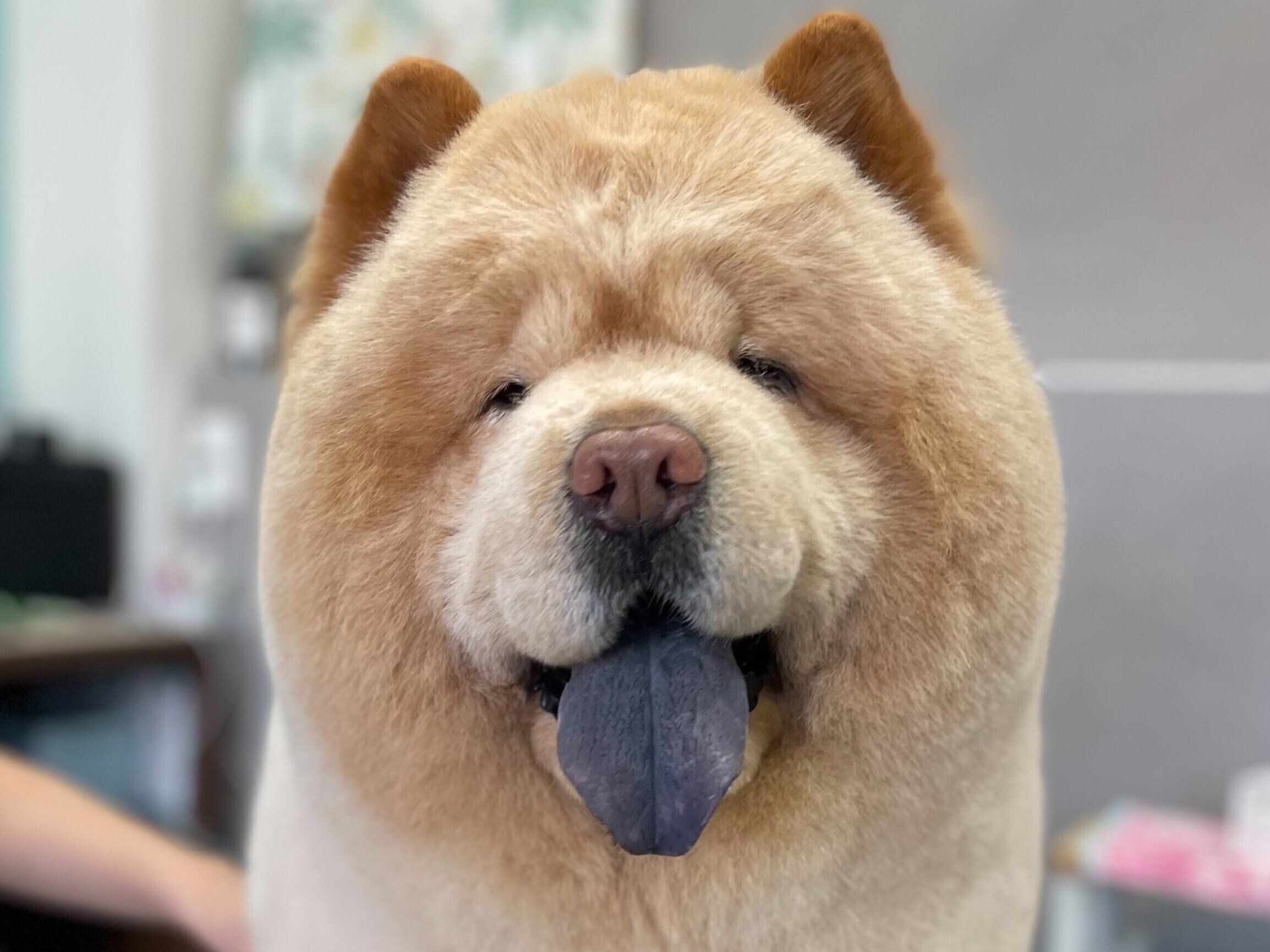 ニコニコでトリミング中のワンコ「預ける前は嫌がるのに」豹変ぶりは飼い主さんへの気遣いだった!?