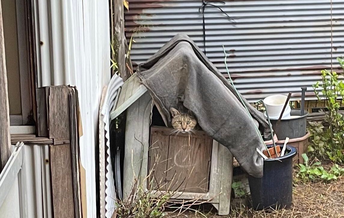 野良猫ににゃんともびっくり！「どこから来ているのかと思ったら」予想外のセレブ野良猫だった