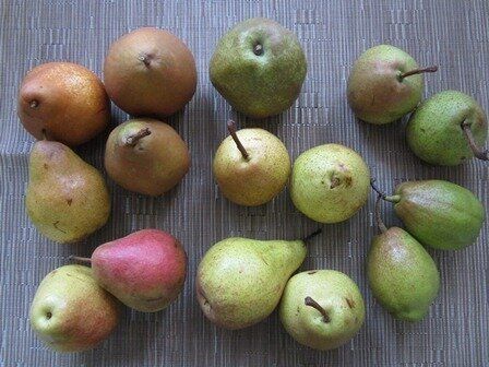 【旬食材】洋梨「農業女子の見極めポイント」レシピあり