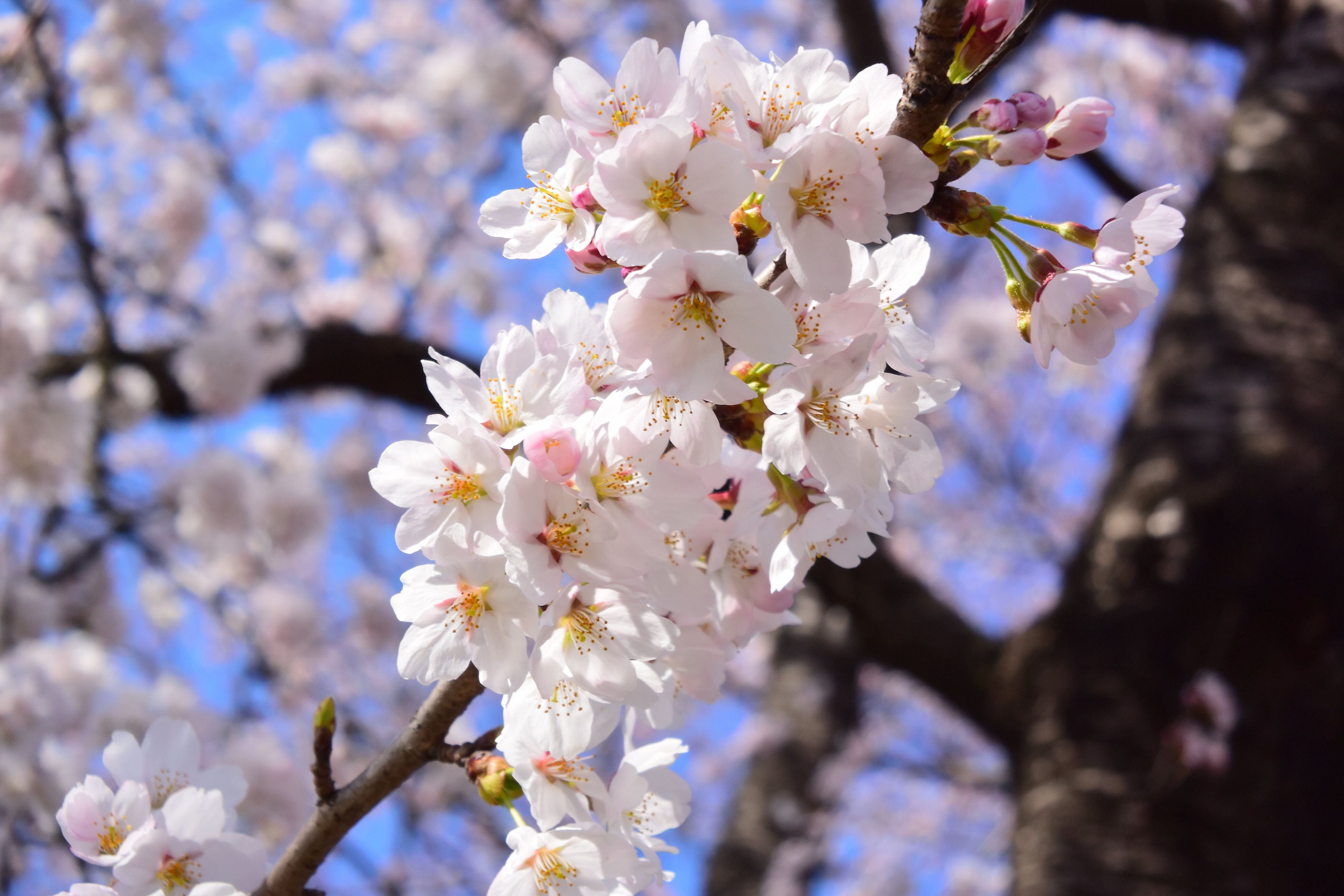 どうしてまだ冬なのに桜の開花予想ができるの？2024年の傾向は⁇気象予報士解説