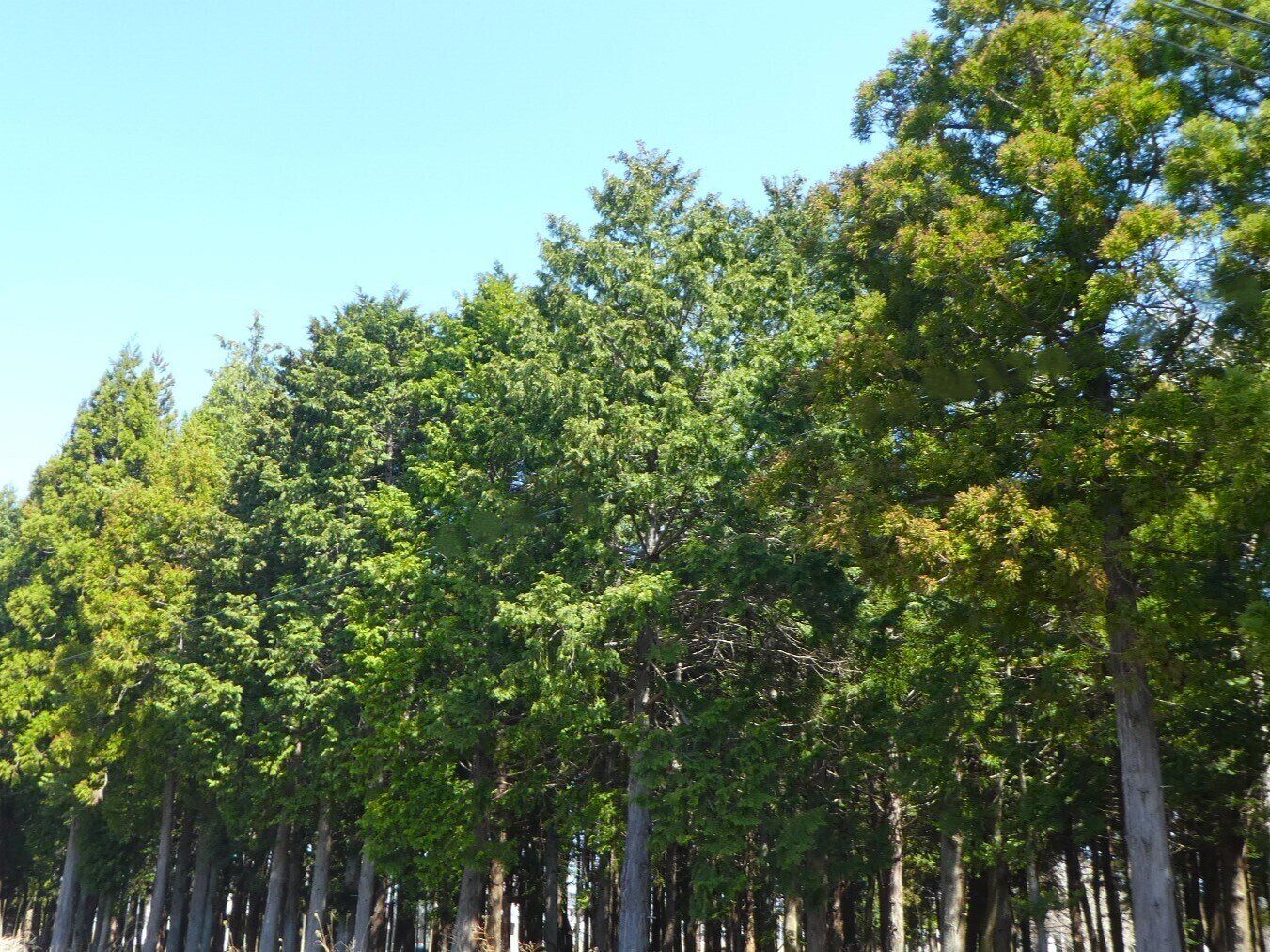 毎年「多い」と聞く気がする花粉の飛散量…実際どうなっている？気象予報士が解説
