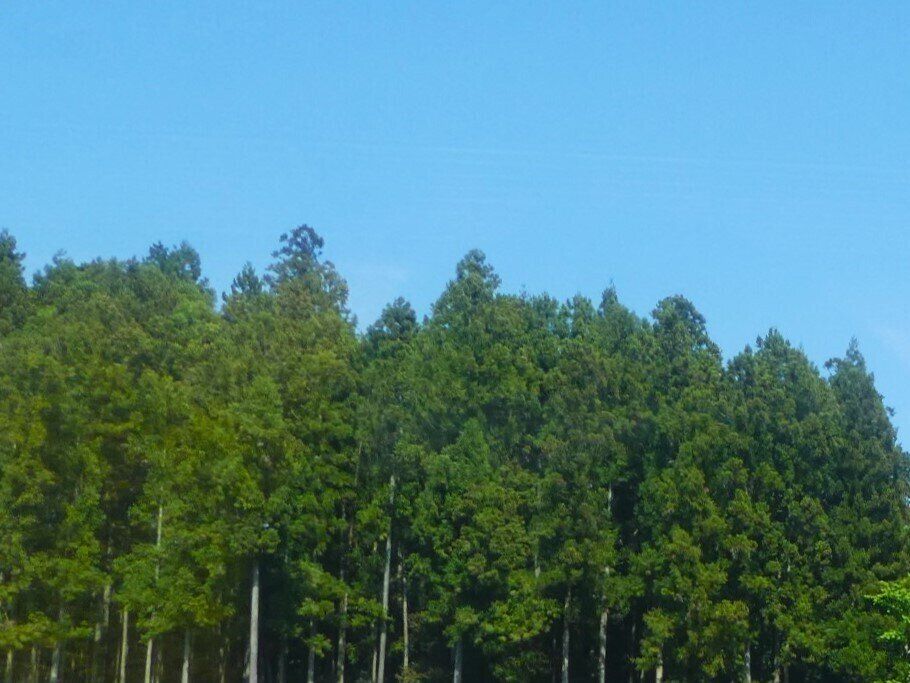 どうして飛散開始「前」に花粉を感じるの？今知っておきたいポイントを気象予報士が解説！