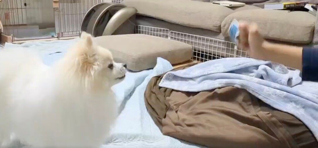 手品に驚くわんこ。人間みたいに二度見する完璧なリアクションに「かわいい」が止まらない！