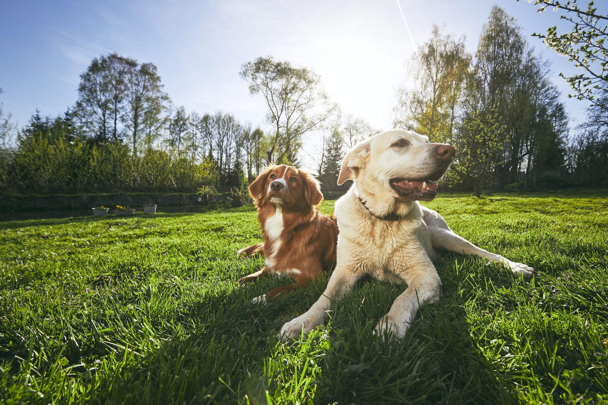 小型犬に立ち向かう大型犬の子犬。お姉さんワンコに怒られるとすぐに降参してしまう様子に「かわいい」の声